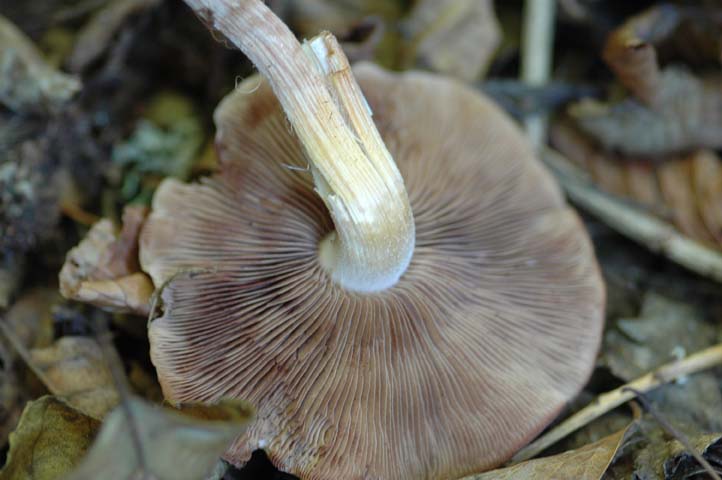 Cerco aiuto